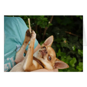 Sweet Charlie Chihuahua