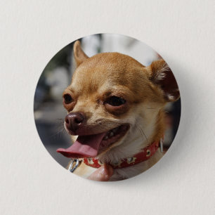 Sweet Charlie Chihuahua Button