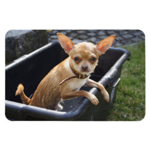 Sweet Charlie Chihuahua Magnet