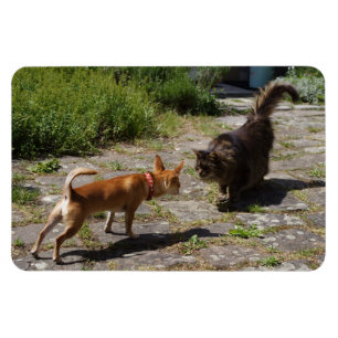 Sweet Charlie Chihuahua Magnet