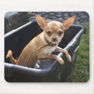 Sweet Charlie Chihuahua Mousepad