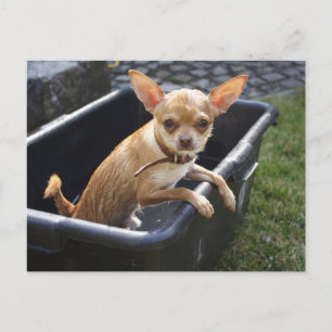 Sweet Charlie Chihuahua Postkarte