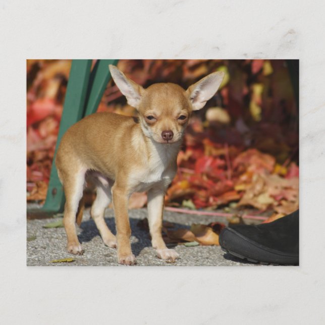 Sweet Charlie Chihuahua Postkarte (Vorderseite)