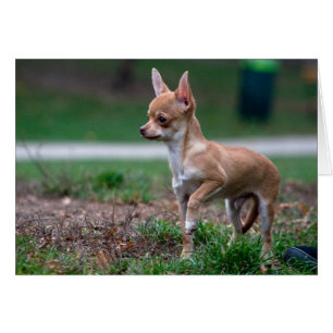 Sweet Chihuahua chiot chien Wannabe