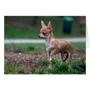 Sweet Chihuahua Puppy Gundog Wannabe