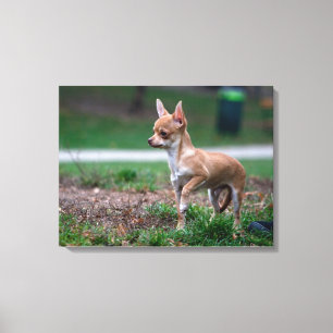 Sweet Chihuahua Puppy Gundog Wannabe Leinwanddruck