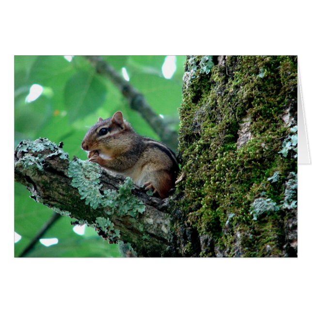 Sweet Chipmunk dans un arbre Vêtements et cadeaux (Devant horizontal)