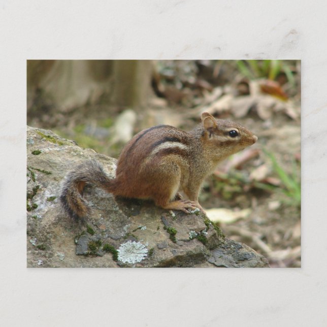 Sweet Chipmunk Hot Springs National Park Geschenke Postkarte (Vorderseite)