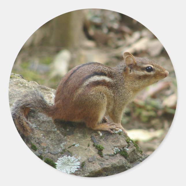 Sweet Chipmunk Hot Springs National Park Geschenke Runder Aufkleber (Vorderseite)