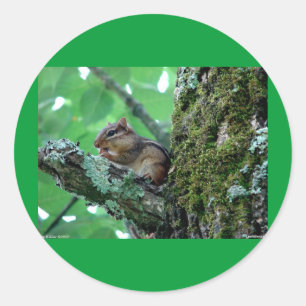 Sweet Chipmunk in einem Baumkleid und Geschenke Runder Aufkleber