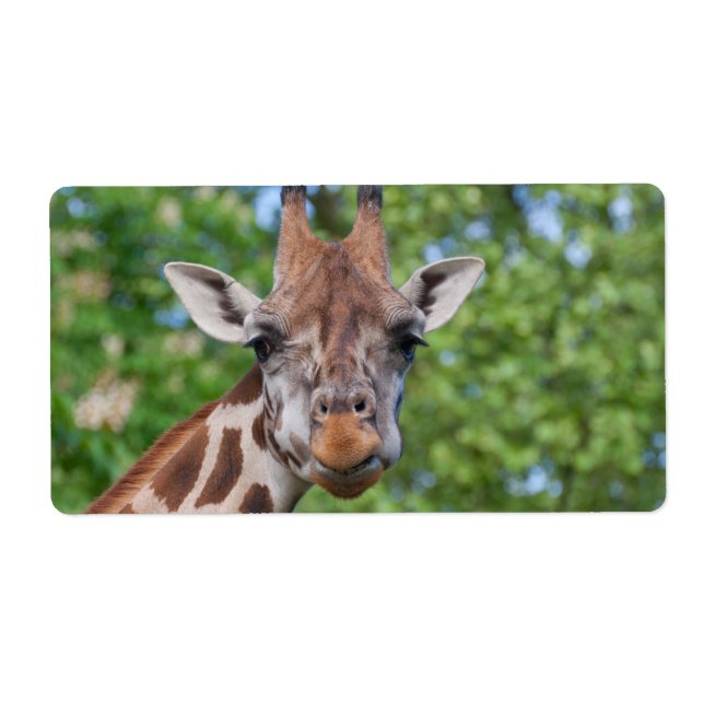 Sweet Curios Giraffe (Vorne)