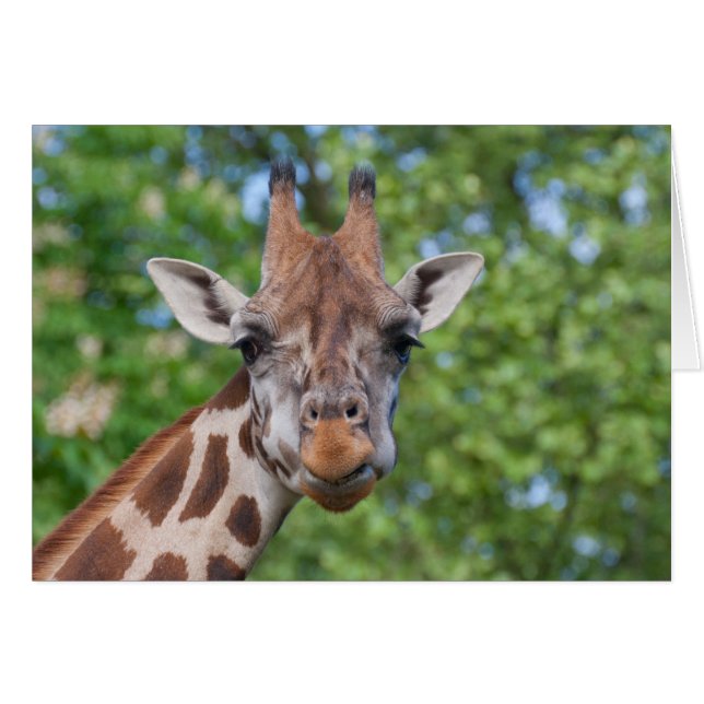 Sweet Curios Giraffe (Vorderseite (Horizontal))