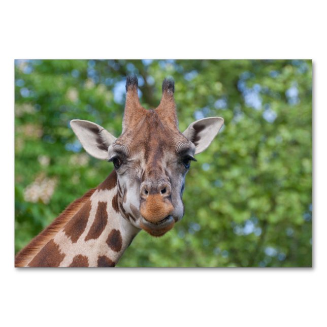 Sweet Curios Giraffe Tischnummer (Vorderseite)