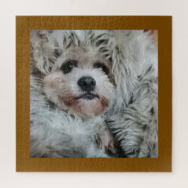 Sweet dog, puppy