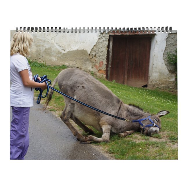 Sweet Donkeys ganz Jahr 2025 Kalender (Titelbild)
