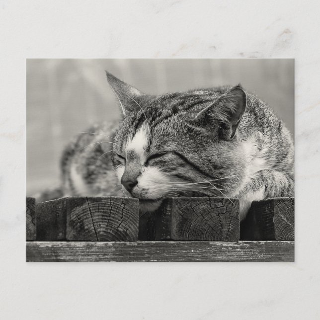Sweet Dream Postkarte (Vorderseite)