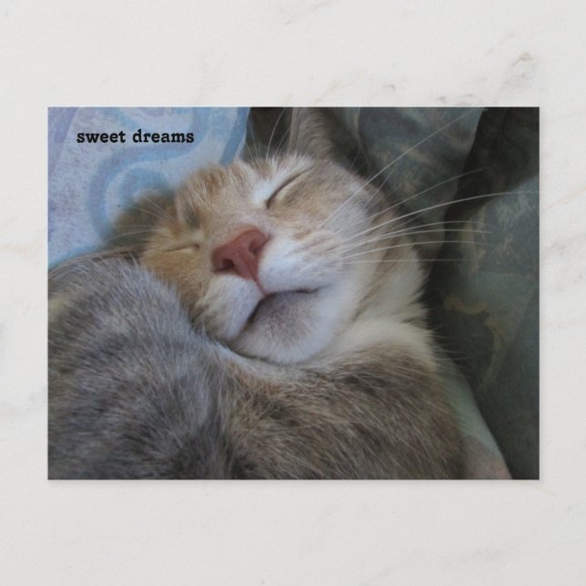 sweet dreams cat taking her nap postcard postkarte (Vorderseite)