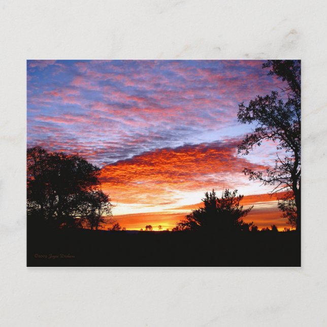 Sweet Dreams Kodi Postkarte (Vorderseite)