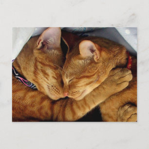 Sweet Dreams Postkarte