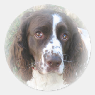 Sweet English Springer Spanel Stickers