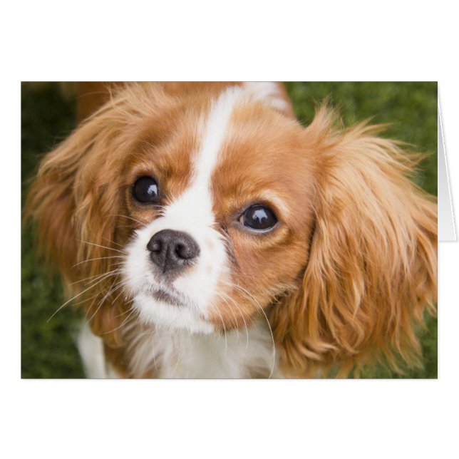 Sweet Eyes King Charles Spaniel Blank Card (Vorderseite (Horizontal))