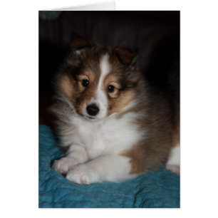 Sweet Face Sheltie (Shetland Sheepdog) Welpe