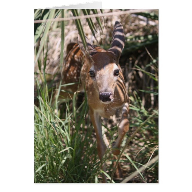 Sweet Fawn (Vorne)