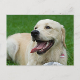 Sweet Friendly Labrador Postkarte