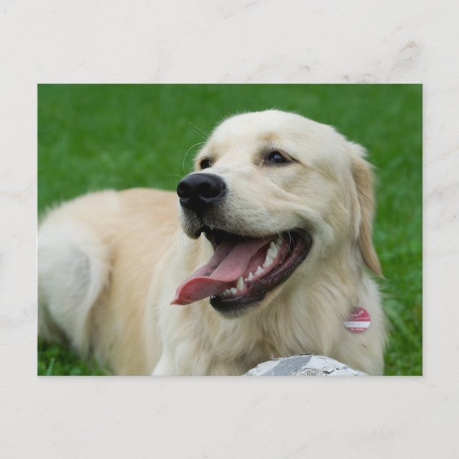 Sweet Friendly Labrador Postkarte (Vorderseite)