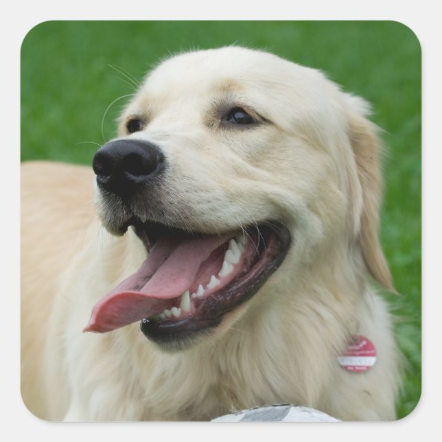 Sweet Friendly Labrador Quadratischer Aufkleber (Vorderseite)
