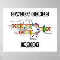 Sweet Genes Inside DNA Replication Spaß