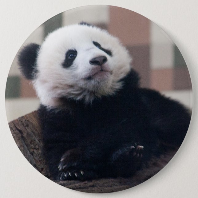 Sweet Giant Panda Baby Button (Vorderseite)