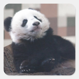 Sweet Giant Panda Baby Quadratischer Aufkleber