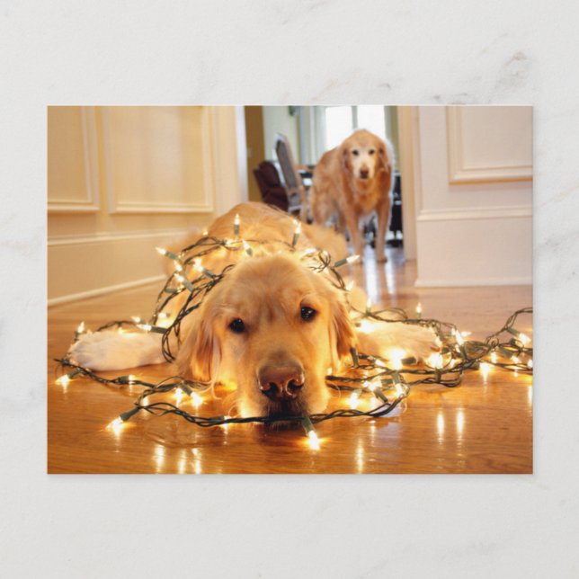 Sweet Golden Retriever verwirrt Postkarte (Vorderseite)