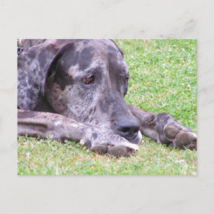 Sweet Great Dane Postcard Postkarte