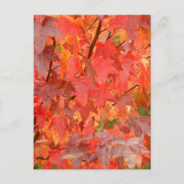 Sweet Gum Blätter Postkarte