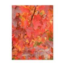 Sweet Gum Blätter Postkarte