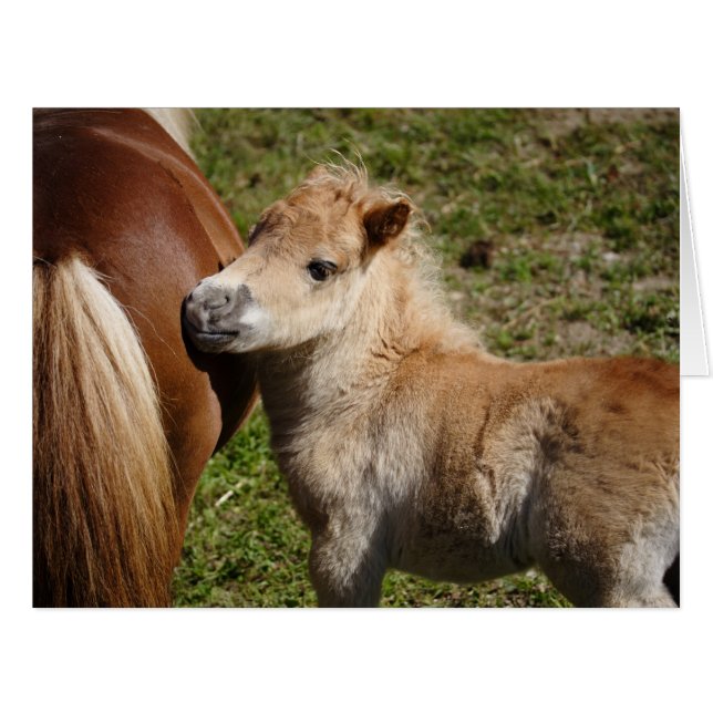 Sweet Haflinger Foal (Devant horizontal)