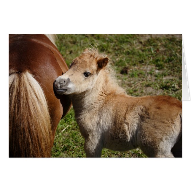 Sweet Haflinger Foal (Vorderseite (Horizontal))