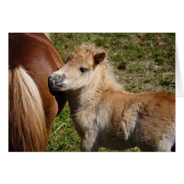 Sweet Haflinger Foal (Devant horizontal)