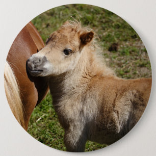 Sweet Haflinger Foal Button