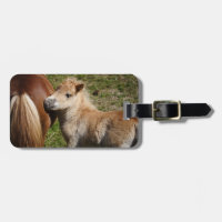 Sweet Haflinger Foal