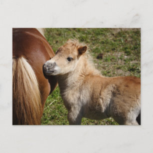 Sweet Haflinger Foal Postkarte