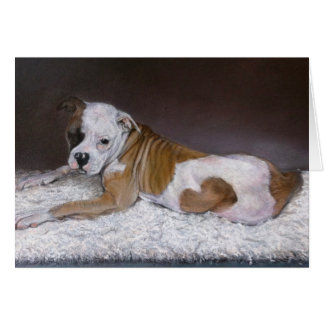 Sweet Heart, American Bulldog