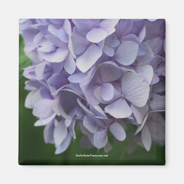 Sweet Hydrangea Blume Foto Magnet - Maßgeschneider (Vorne)