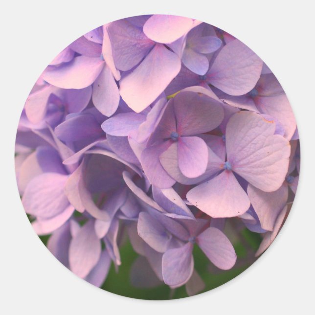 Sweet Hydrangea-Blume Runder Aufkleber (Vorderseite)