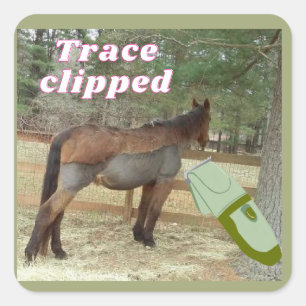 Sweet Jamie Trace gekürzt Quadratischer Aufkleber