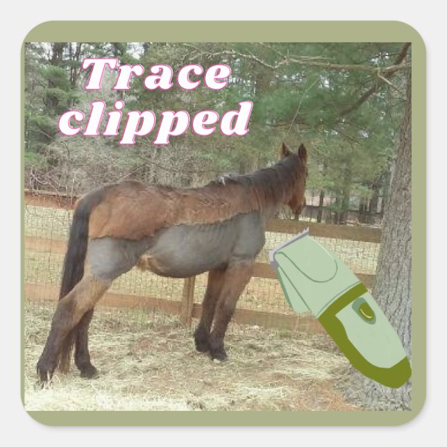 Sweet Jamie Trace gekürzt Quadratischer Aufkleber (Vorderseite)