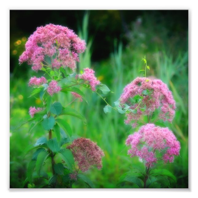Sweet Joe Pye Weed Wildblume 8x8 Fotodruck (Vorne)