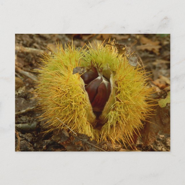 Sweet Kastanien Postcard Postkarte (Vorderseite)
